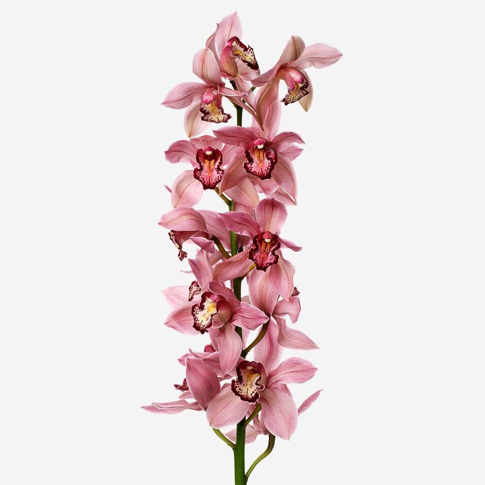 Orquídeas Phragmipedium Rosa: Belleza exótica en tonos rosados