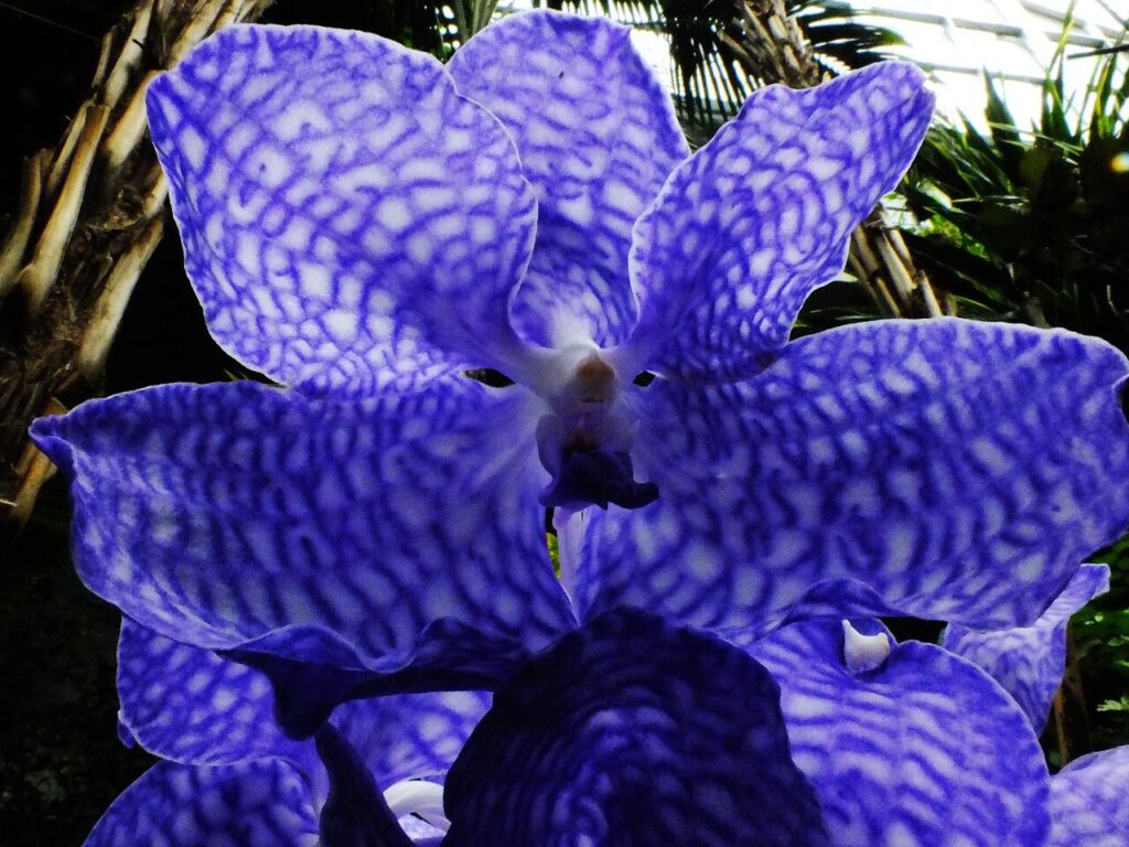 Orquídeas Vanda Azul: La belleza cautivadora de estas exquisitas flores