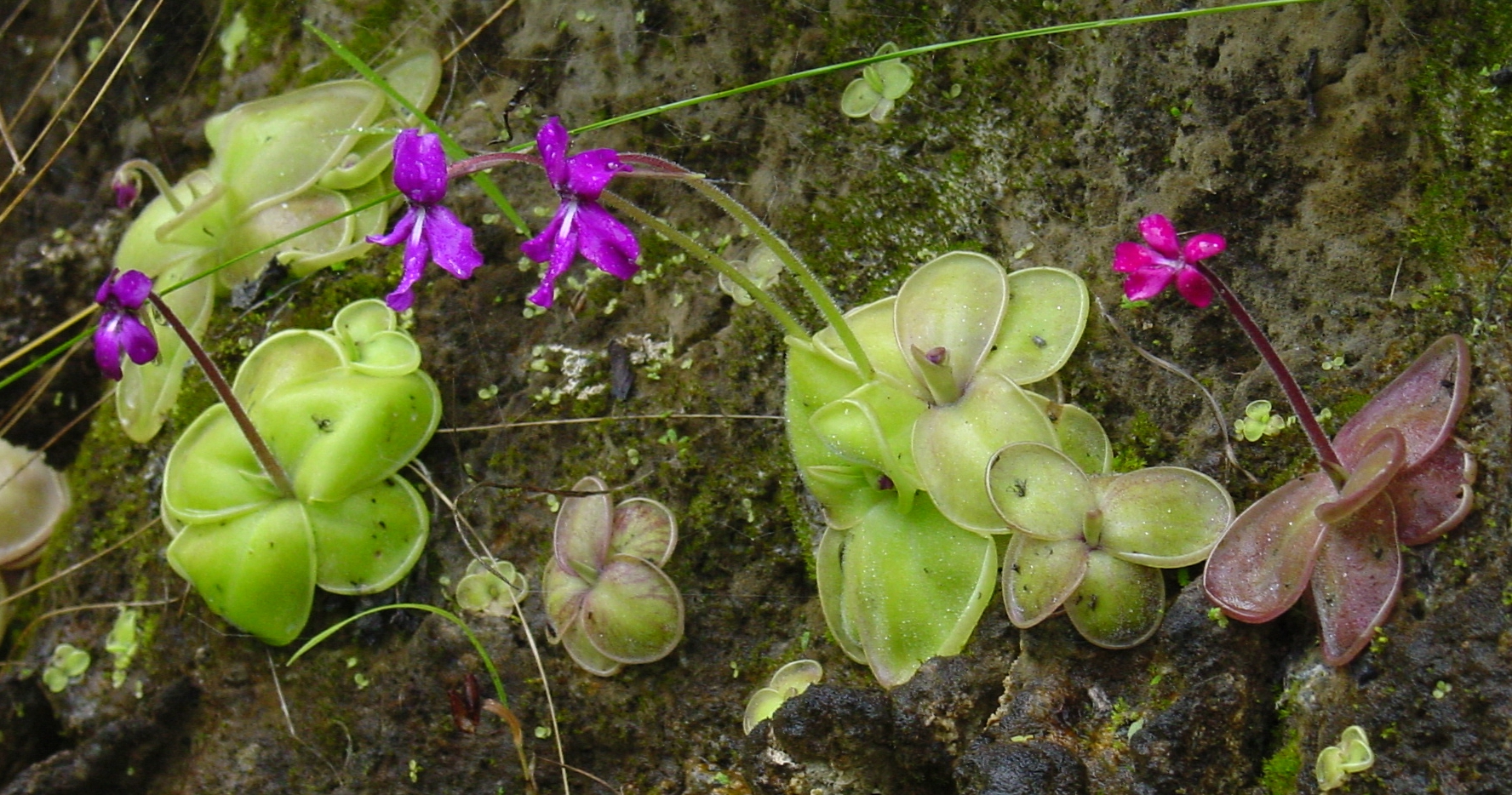 Pinguicula laueana: La belleza de las plantas carnívoras mexicanas