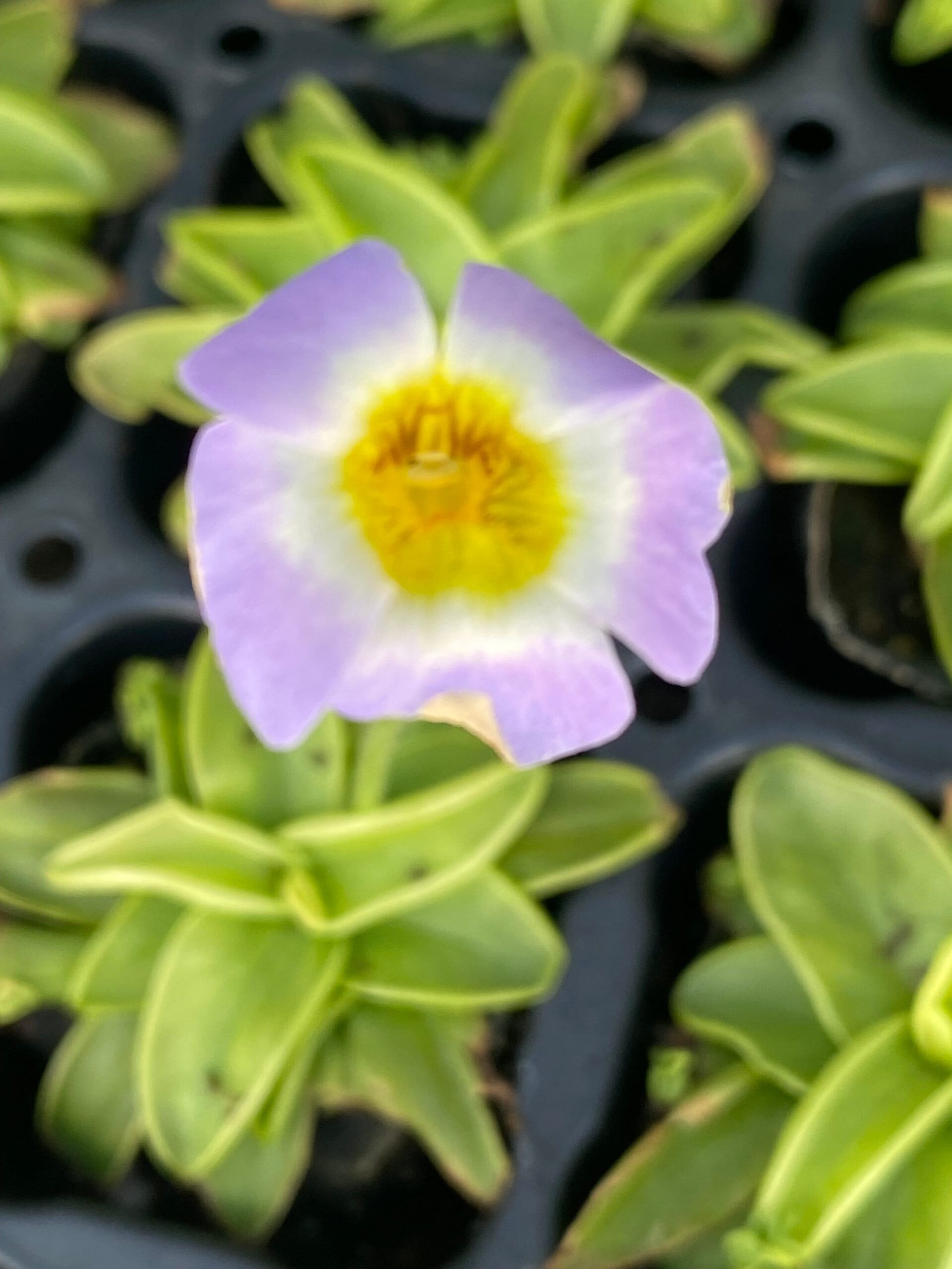 Pinguicula primuliflora: La fascinante planta carnívora de flores primaverales