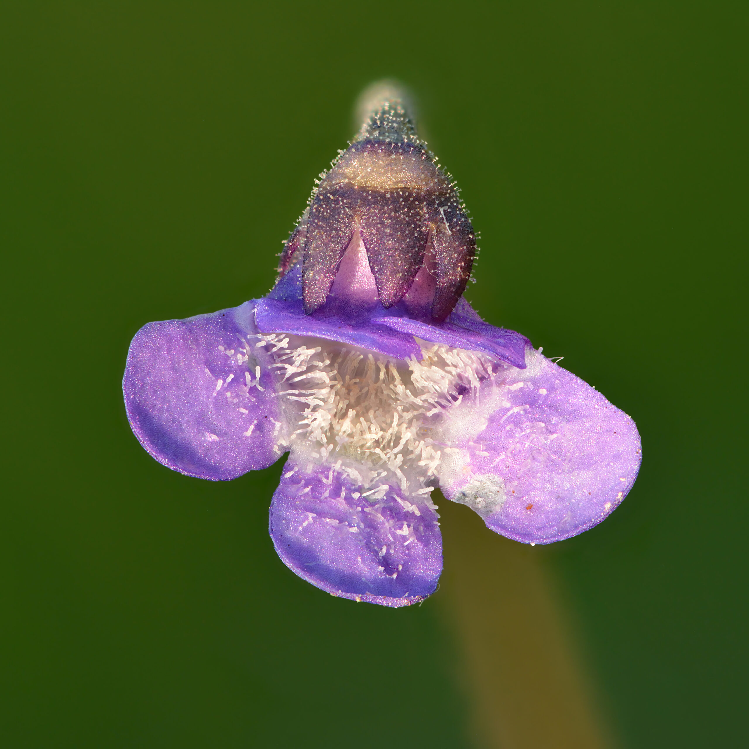 Pinguicula vulgaris: Descubre todo sobre esta fascinante planta carnivora