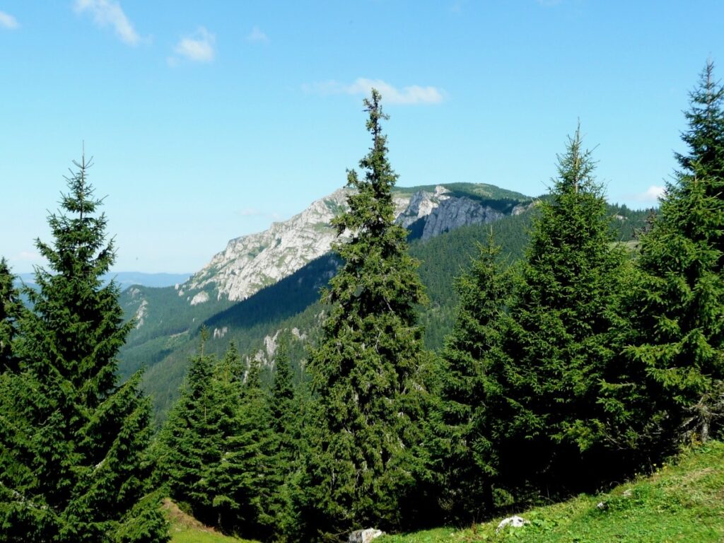 tipo de planta Pino. Arbol.