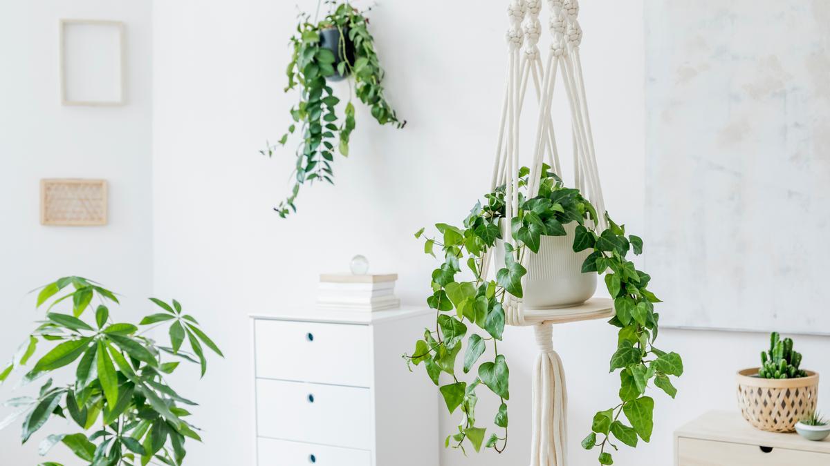 Plantas colgantes para interior: La solución perfecta para decorar y aprovechar el espacio en tu hogar