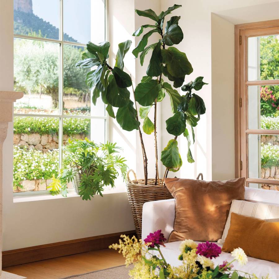 Plantas de hoja verde: La opción perfecta para la decoración de interiores