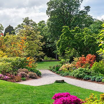 Plantas de sombra fáciles de cuidar: Ideas para un jardín de bajo mantenimiento