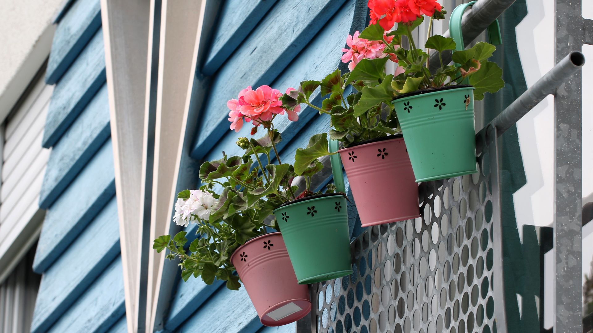 Plantas de sombra ideales para embellecer tus balcones