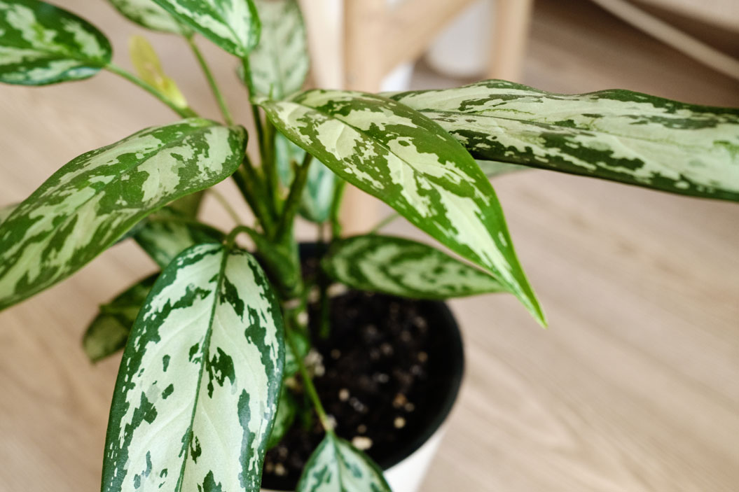 Plantas de sombra ideales para embellecer tus macetas