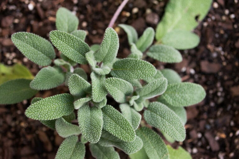 Plantas medicinales efectivas para combatir el acné y las espinillas