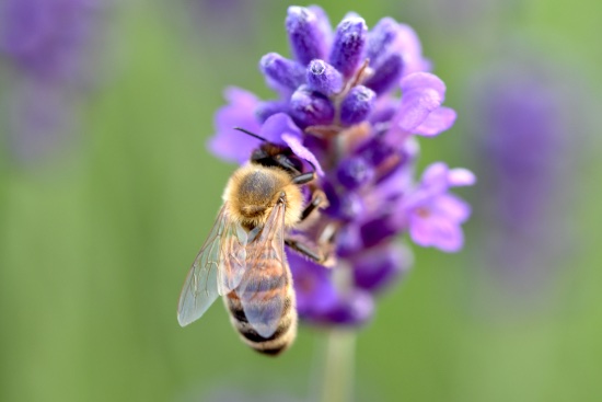 Plantas perennes: atrae insectos y dale vida a tu jardín