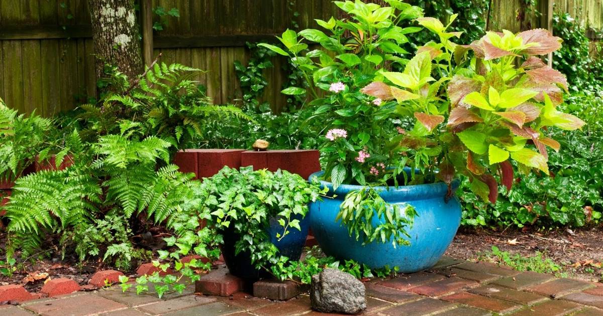 Plantas perennes en maceta: consejos para cultivar belleza duradera en tu jardín