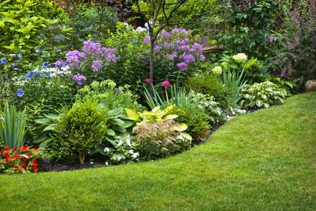 Plantas perennes para rocallas: belleza duradera en tu jardín