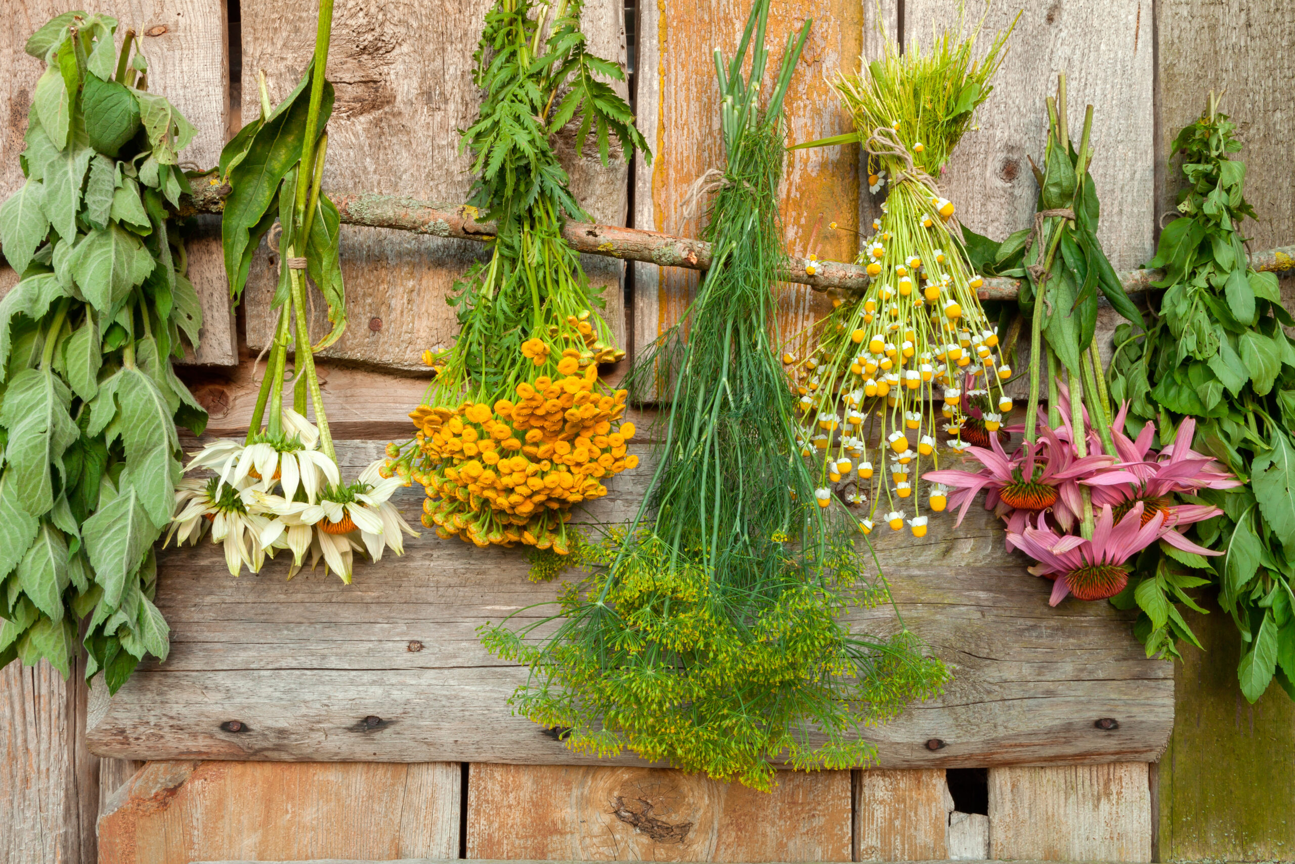 Remedios naturales: Plantas medicinales para combatir la gripe