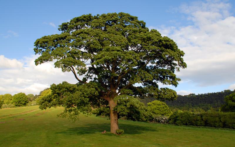 árbol roble