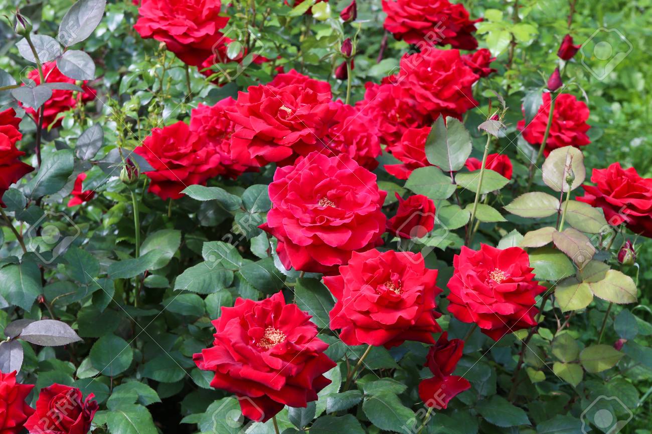 Rosas arbustivas: la belleza y versatilidad en tu jardín