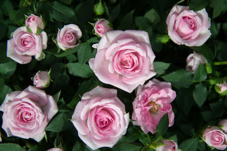 Rosas: Cómo cuidar y cultivar estas hermosas flores en el interior de tu hogar