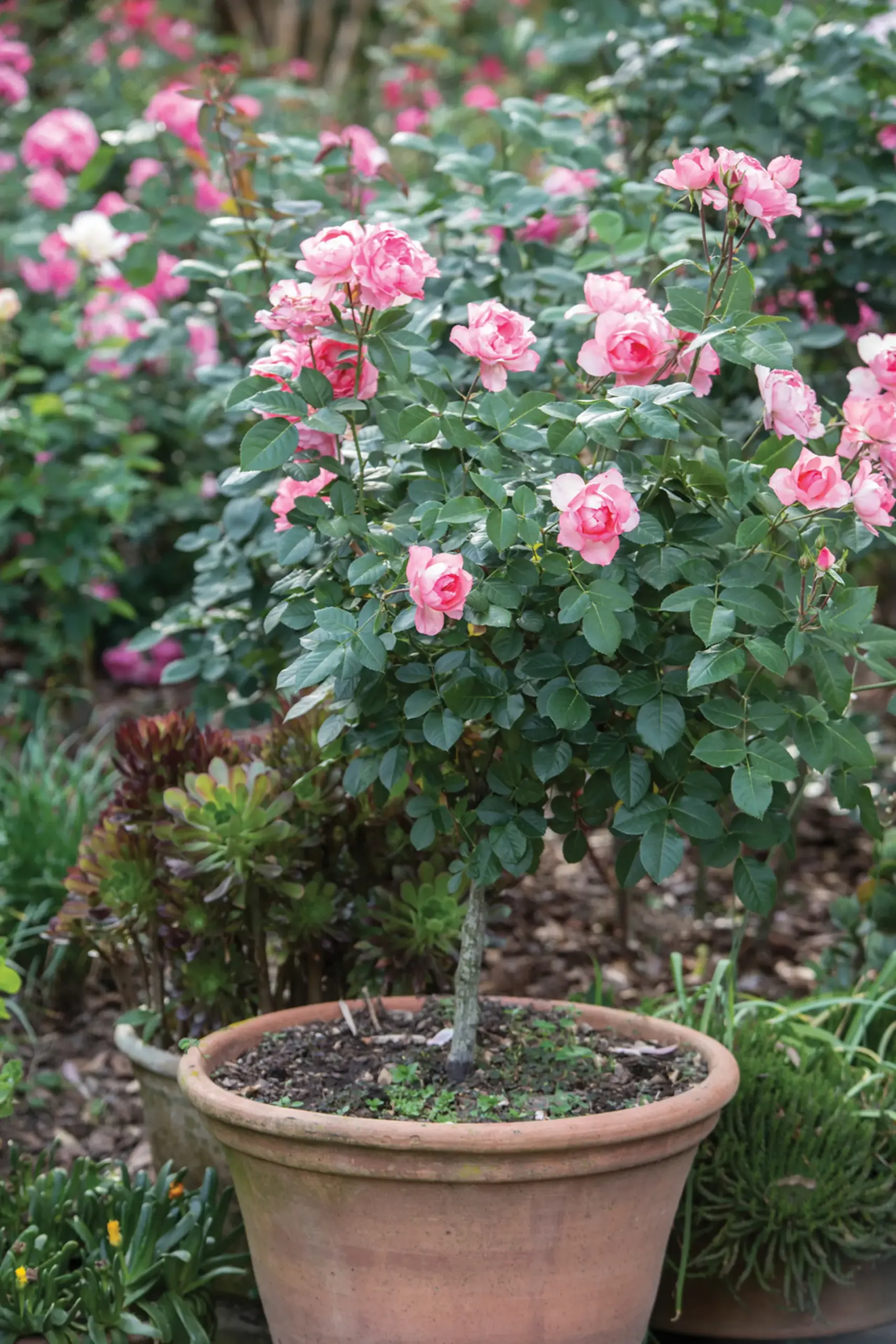 Rosas en macetas: Cómo cultivar y cuidar estas hermosas flores en espacios reducidos