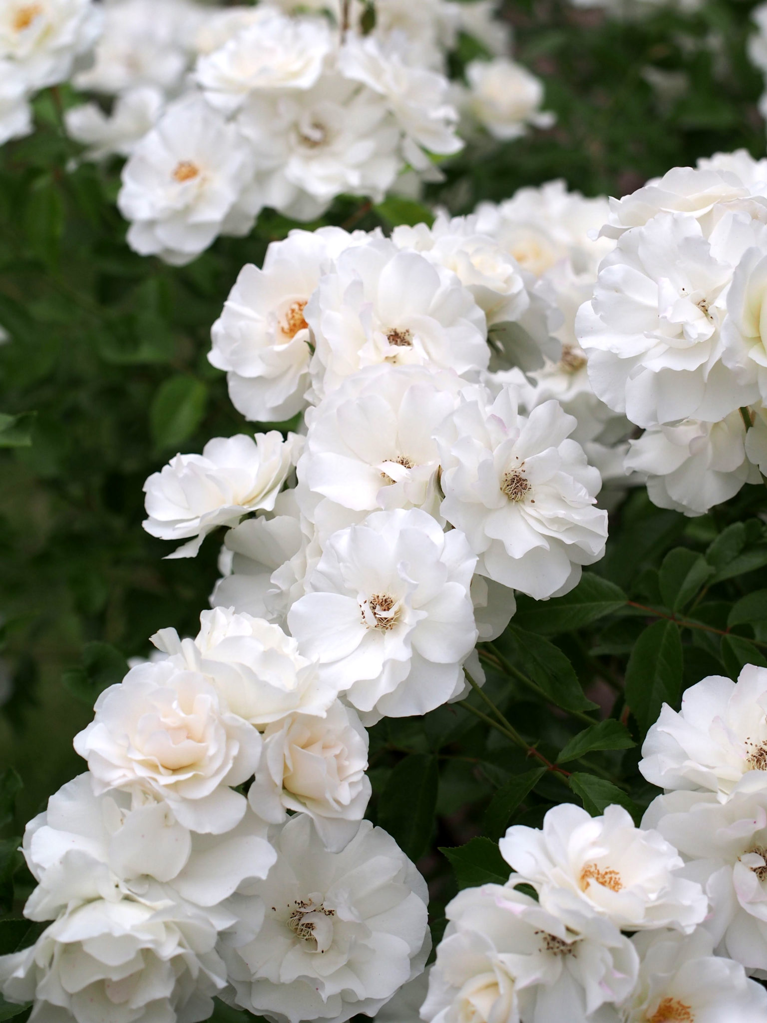 Rosas polyantha: la belleza y versatilidad en tu jardín