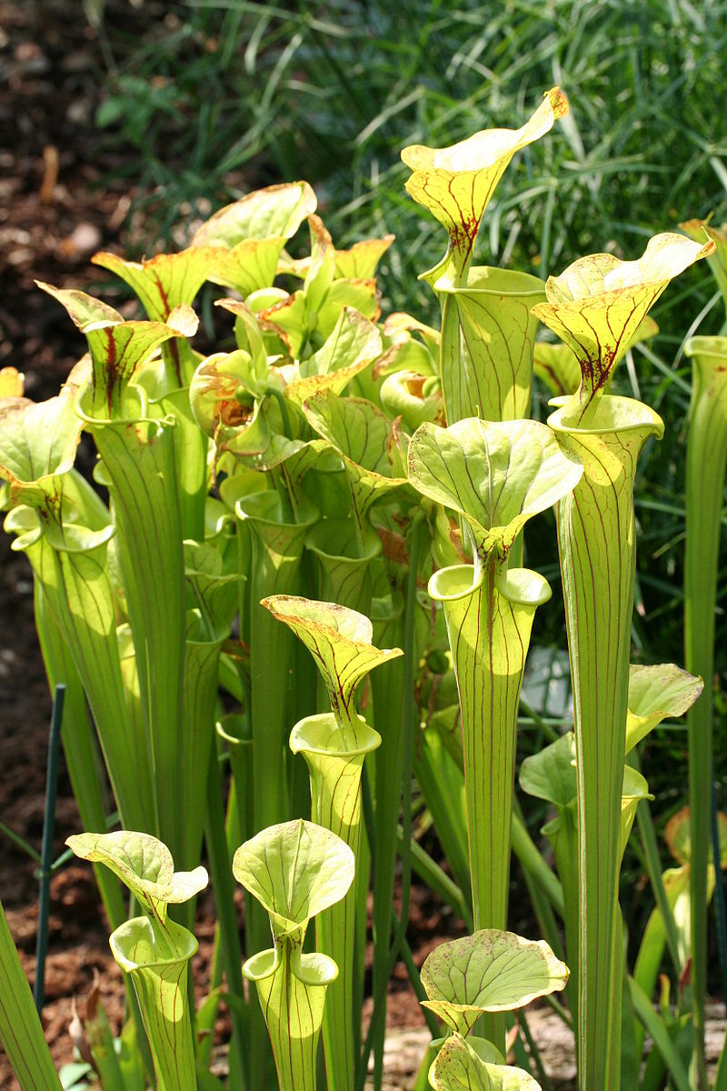 Sarracenia flava: La planta carnívora amarilla que te sorprenderá