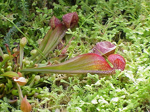 Sarracenia psittacina: La planta carnívora con forma de loro que te sorprenderá