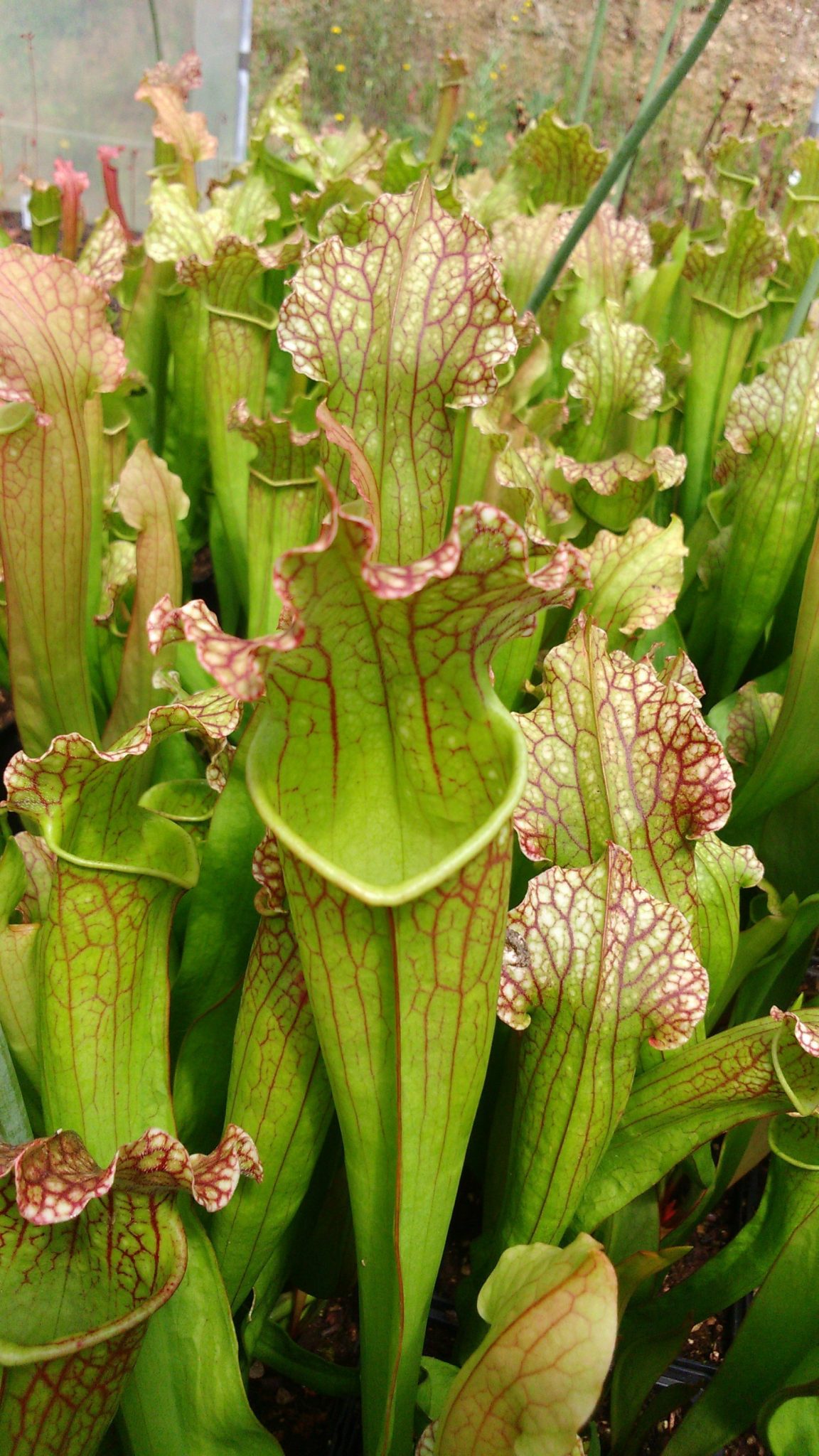 Sarracenia purpurea: la belleza y voracidad de las plantas carnívoras