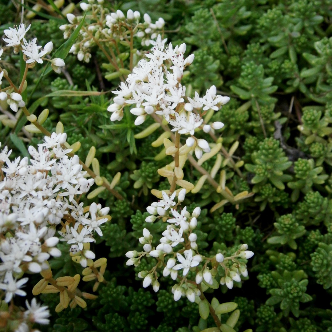 Sedum Album: La Elegante Suculenta Blanca que Debes Conocer