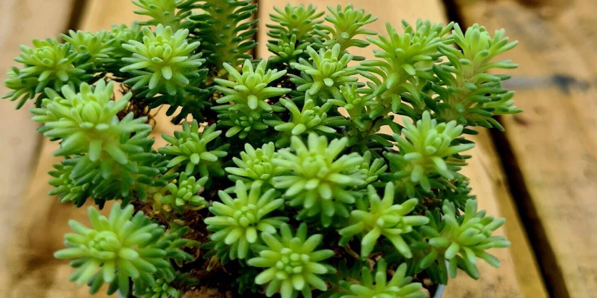 Sedum morado: La belleza y resistencia de esta suculenta