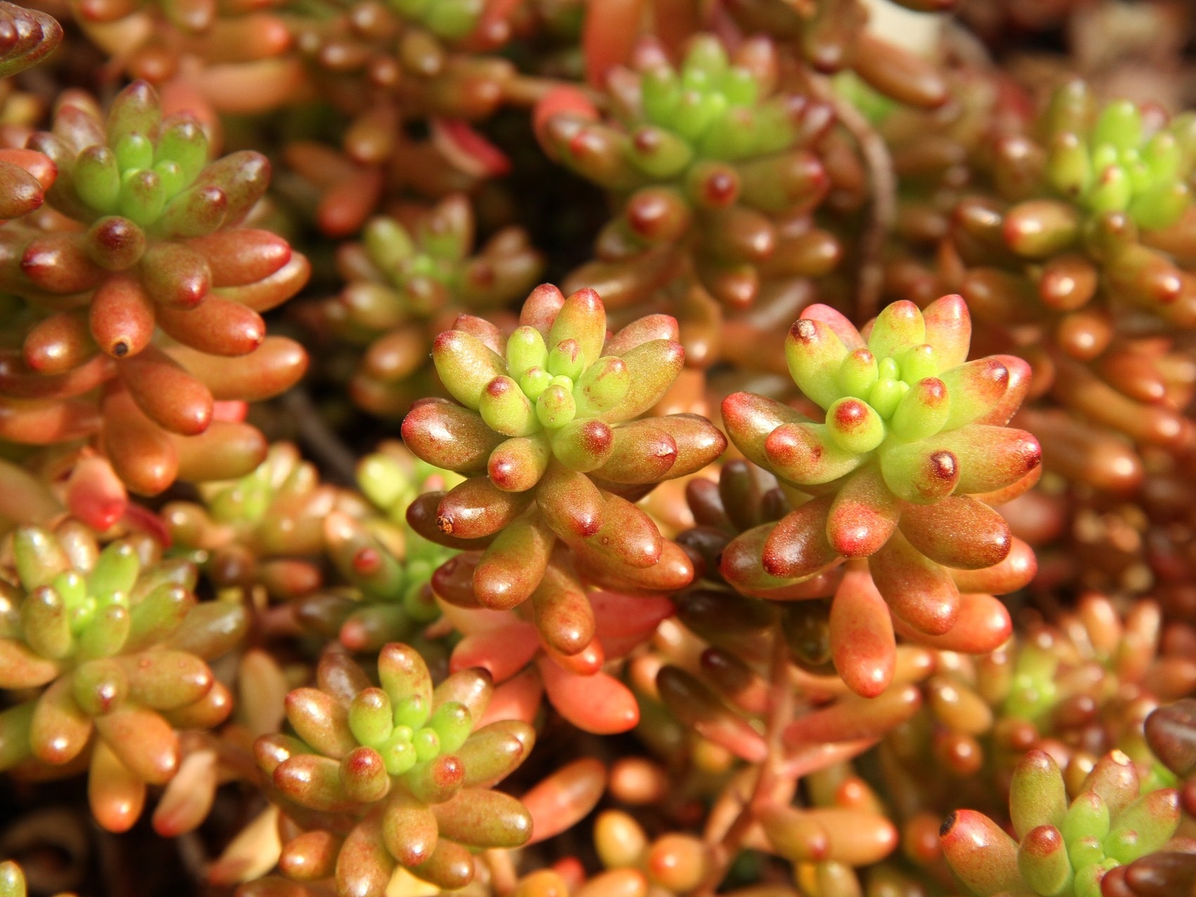 Sedum rubrotinctum: La planta suculenta perfecta para darle vida y color a tu hogar