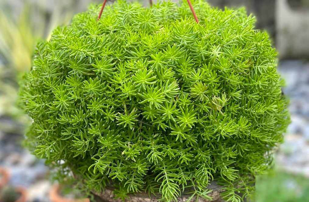 Sedum rupestre: Descubre la belleza y resistencia de esta suculenta