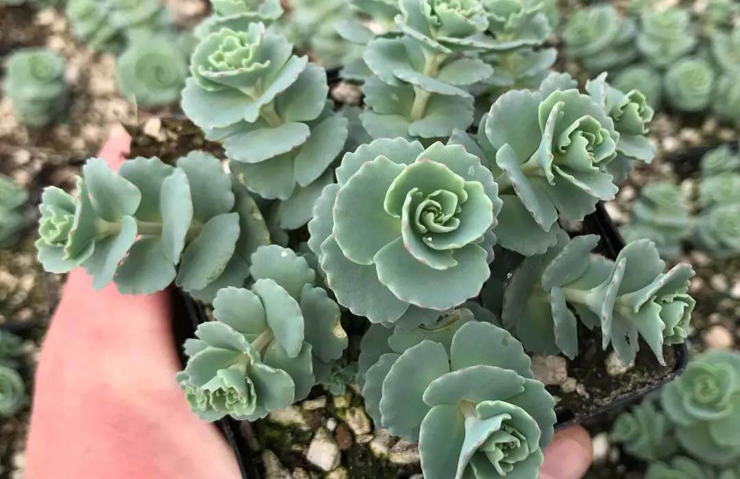 Sedum sieboldii: Una joya suculenta para embellecer tu jardín