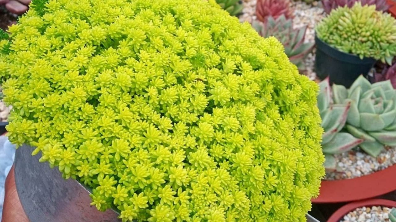 Todo lo que debes saber sobre el Sedum Dorado: cuidados y beneficios de esta planta suculenta