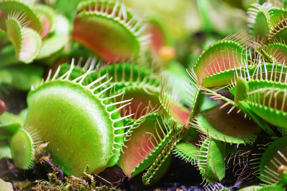 Todo lo que debes saber sobre la Drosera Binata: Una planta carnívora fascinante