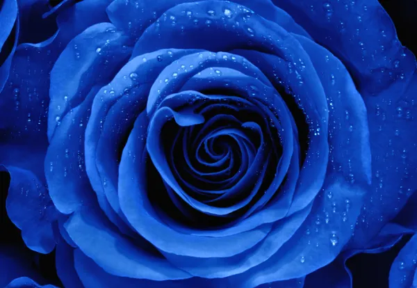 Todo lo que debes saber sobre las fascinantes rosas azules