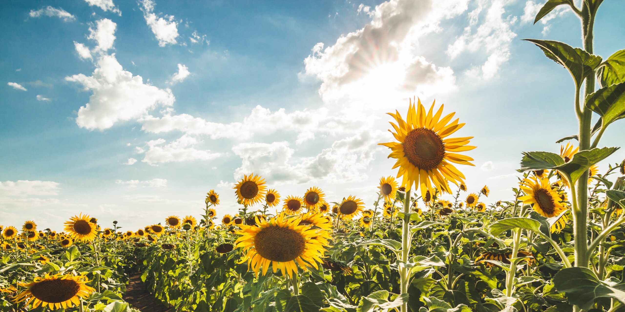 Todo lo que debes saber sobre los radiantes girasoles de jardín