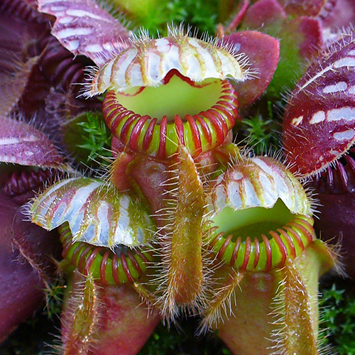 Todo lo que necesitas saber sobre Cephalotus follicularis: La planta carnívora en forma de jarra