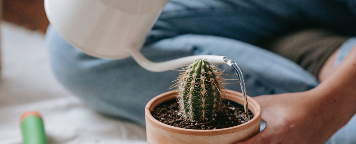 Todo lo que necesitas saber sobre el riego adecuado para cactus y suculentas