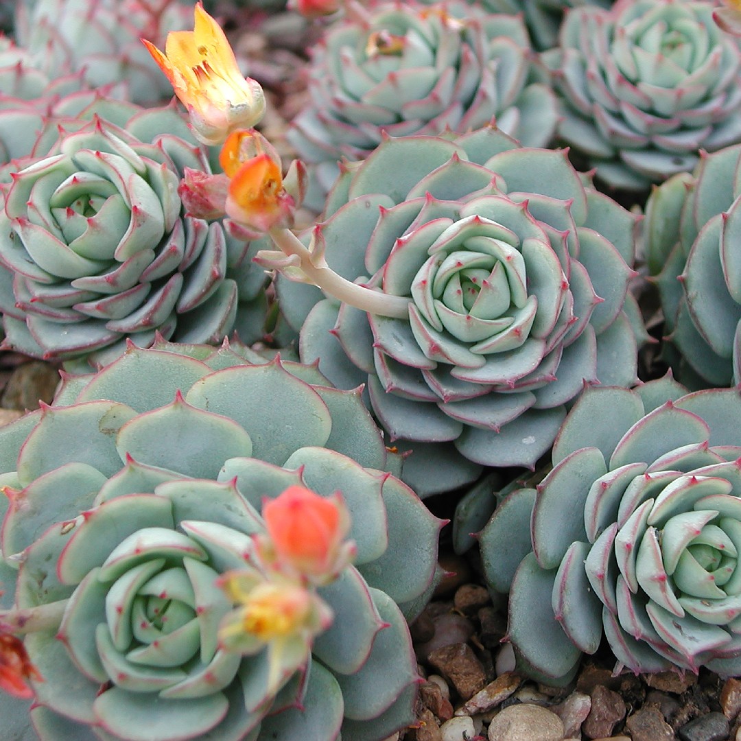 Todo sobre la Echeveria derenbergii: una suculenta de belleza exótica