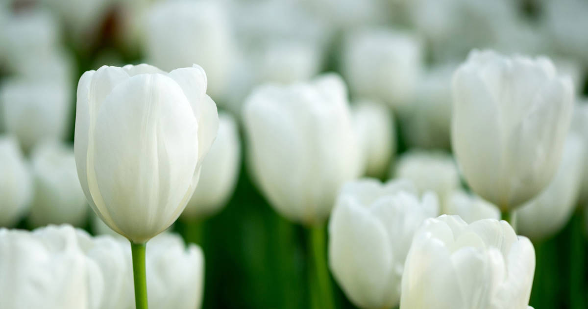 Tulipanes blancos: belleza y simbolismo en el jardín