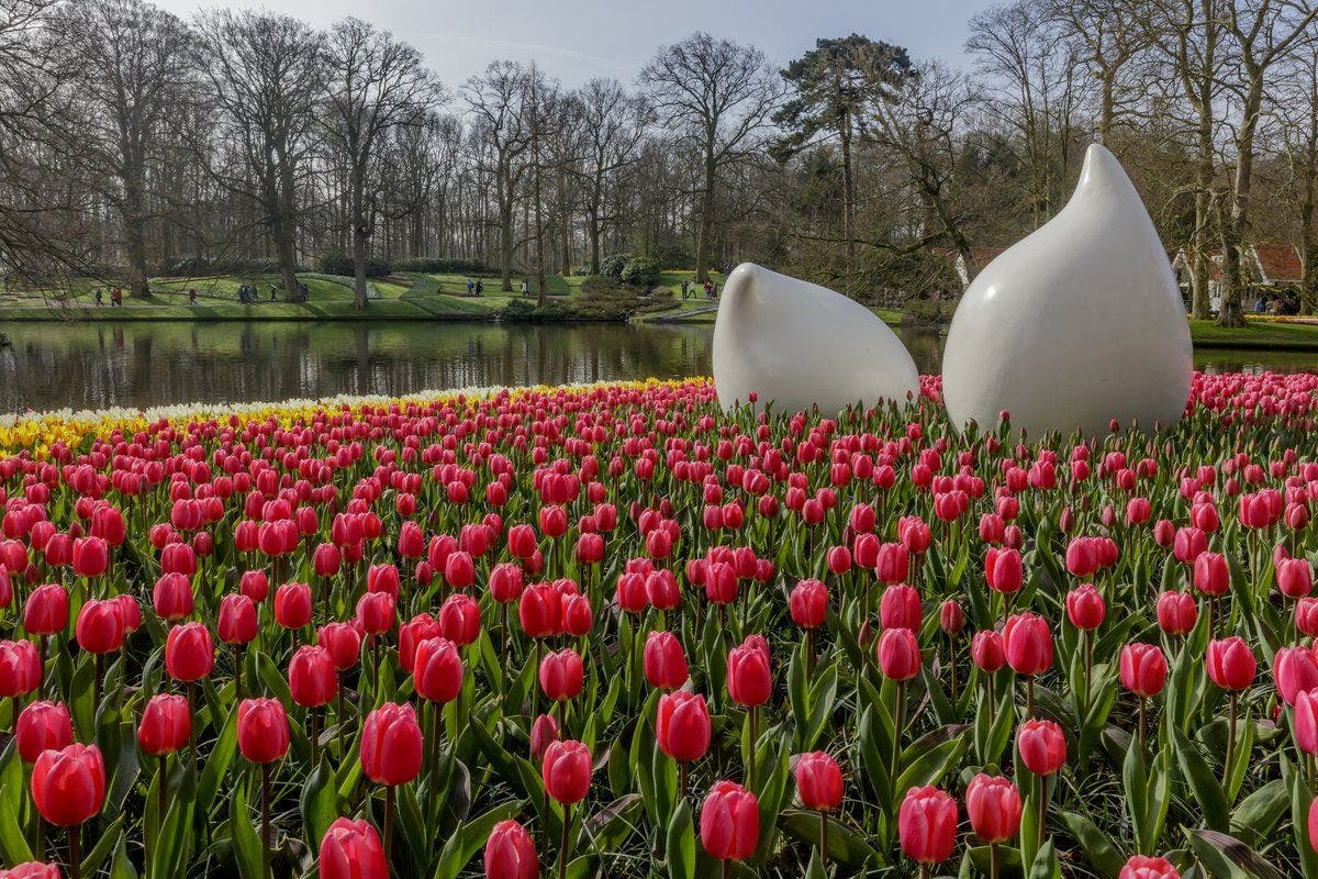 Tulipanes multicolores: la explosión de colores más hermosa en tu jardín