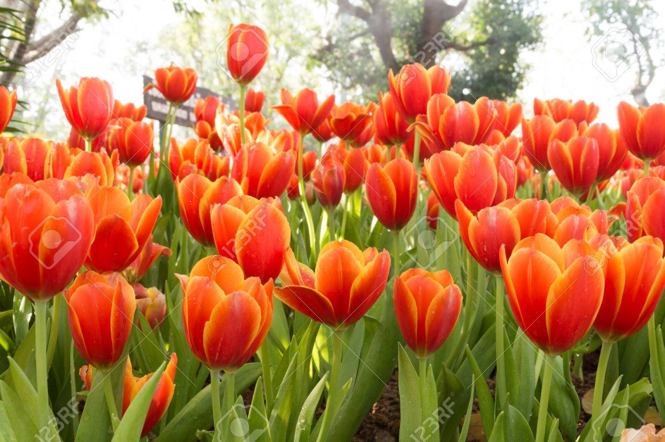 Tulipanes naranjas: la belleza en tonos cálidos que cautiva los jardines