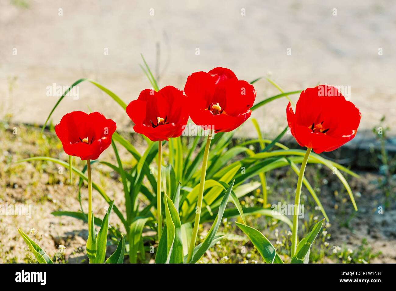 Tulipanes rojos: Belleza y pasión en tu jardín