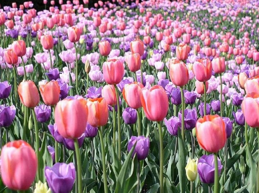 Tulipanes rosados: belleza y delicadeza en tu jardín