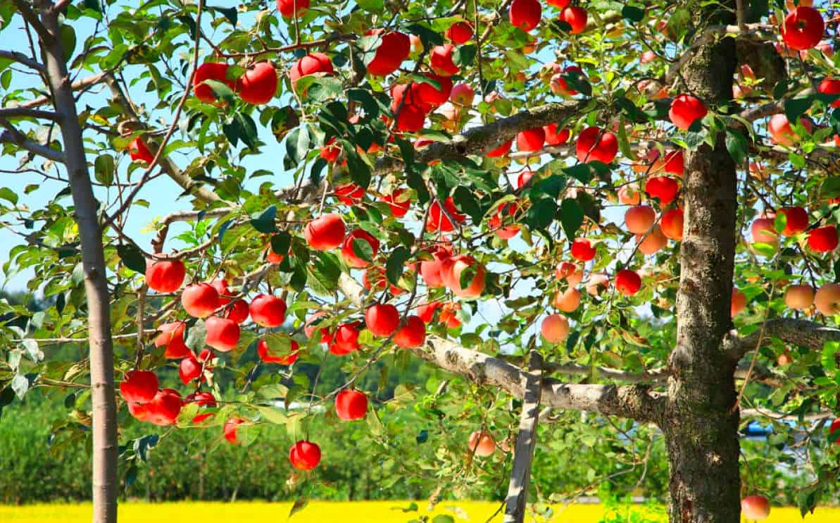 Descubre las deliciosas variedades de manzanos que podrás cultivar en tu jardín