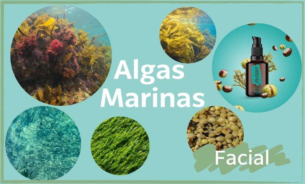 Beneficios y usos de las algas marinas azules: un tesoro marino por descubrir