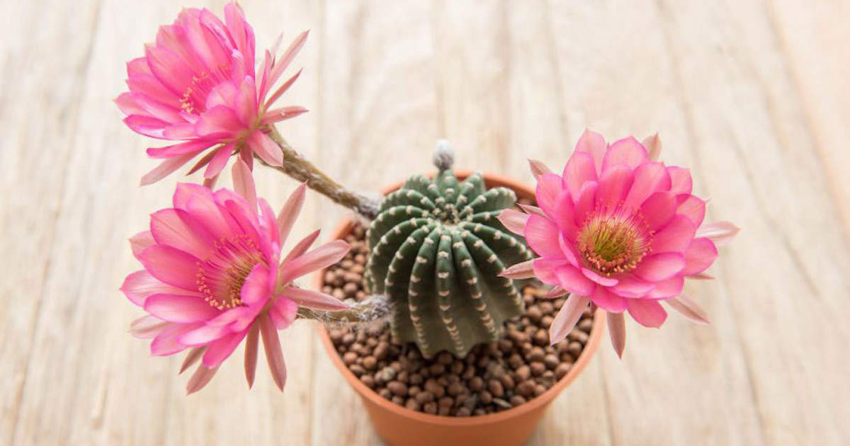 Cactus de flores: belleza y color en tus espacios verdes