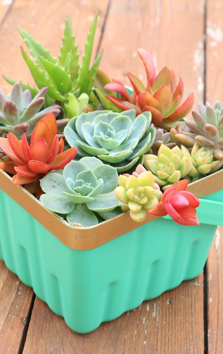 Cactus en macetas: Ideas creativas para decorar y cuidar tus suculentas