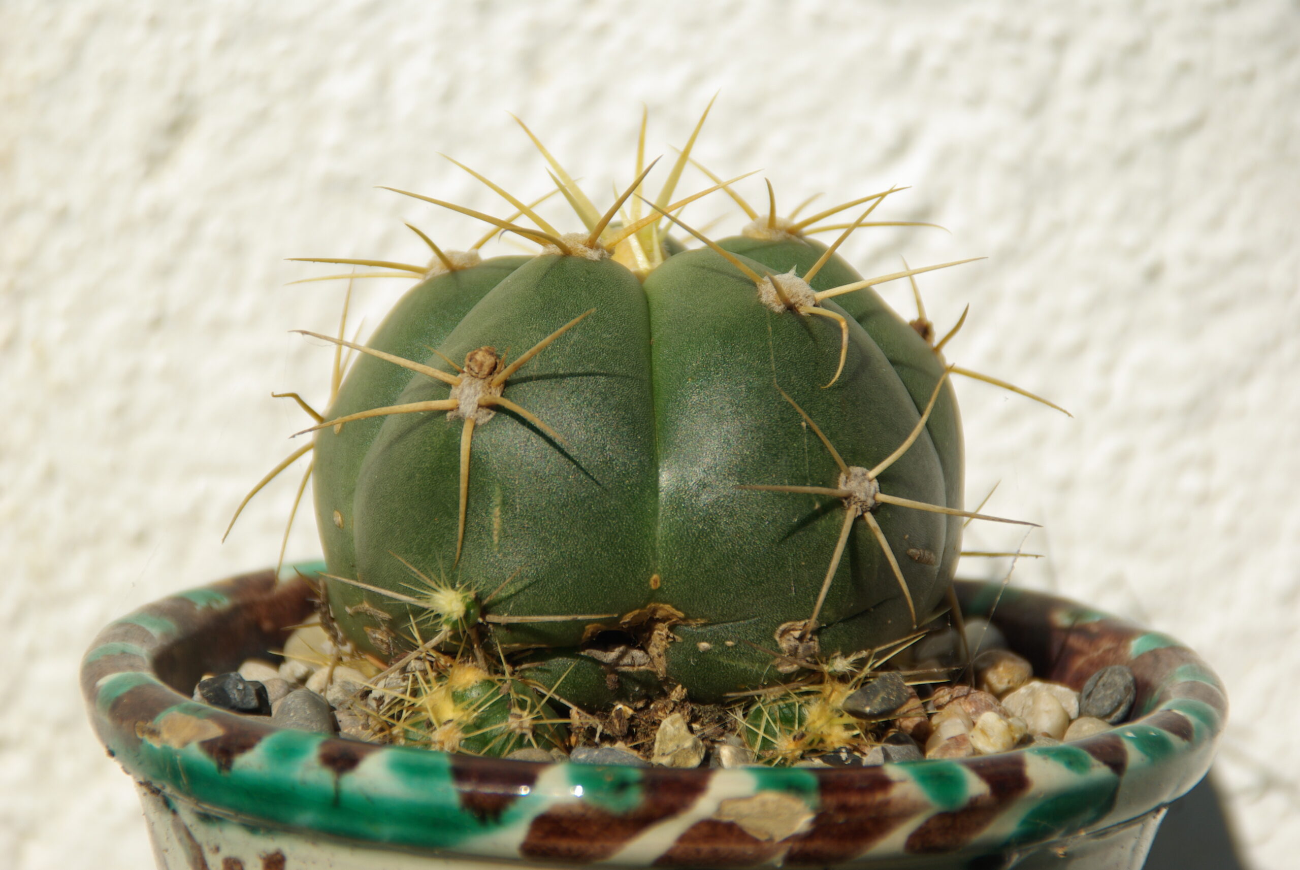 Cactus redondos: las suculentas más encantadoras con forma esférica