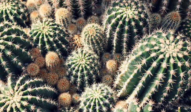 Descubre el fascinante mundo de los Cactus Gigantes: especies impresionantes y curiosidades sorprendentes