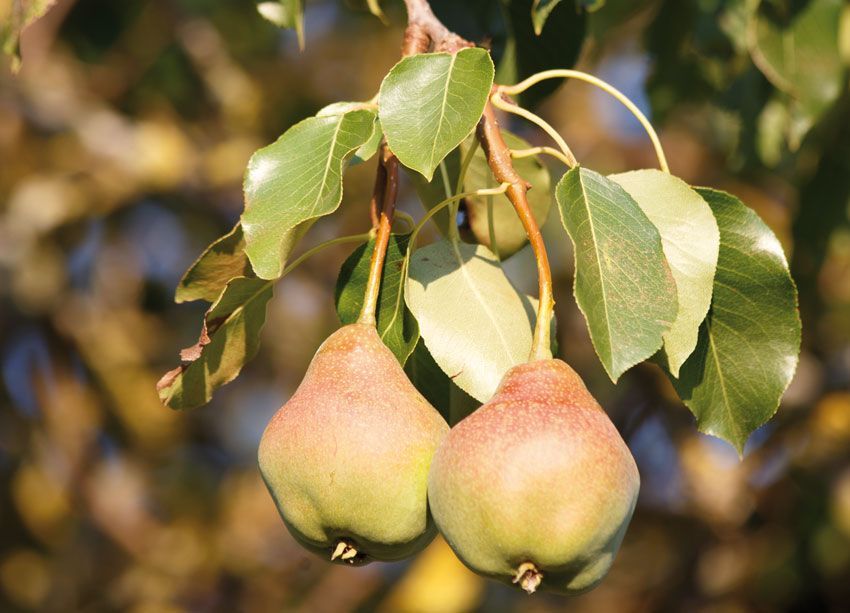 Descubre la amplia variedad de perales: ¡sabores únicos para disfrutar en tu huerto!