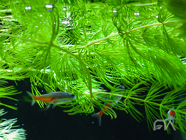 Descubre la belleza de las Colas de Zorro Naranjas en tu acuario