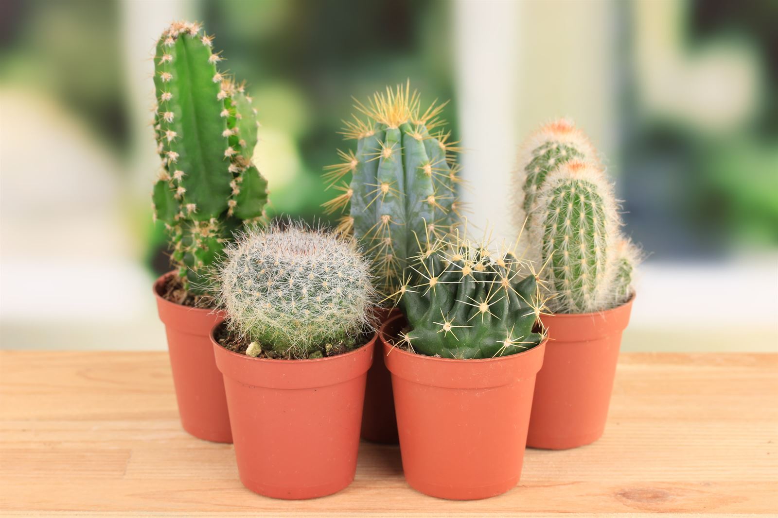 Descubre la belleza de los cactus raros: variedades únicas que debes conocer